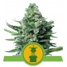 ROYAL JACK  AUTO · Royal Queen Seeds · semi di canapa indiana · AutoFem
