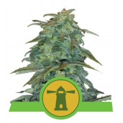 ROYAL HAZE AUTOMATIC · Royal Queen Seeds · semi di canapa · AutoFem