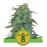 ROYAL HAZE AUTOMATIC · Royal Queen Seeds · semillas de marihuana · AutoFem