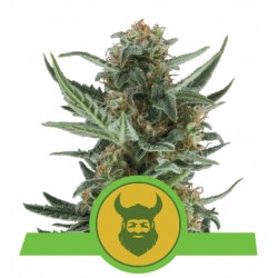ROYAL DWARF · Royal Queen Seeds · cannabis seeds · AutoFem