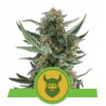 ROYAL DWARF · Royal Queen Seeds · semillas de marihuana · AutoFem