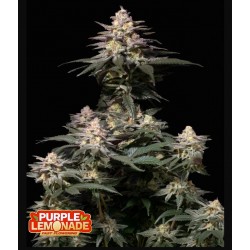 Tropicana Cookies FF ·...