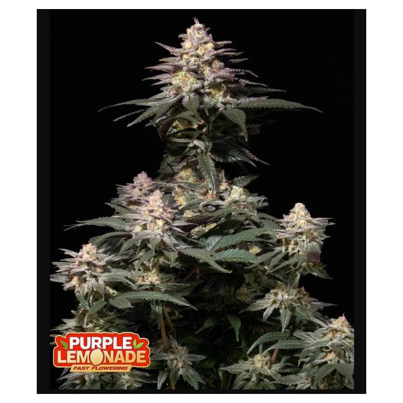 Tropicana Cookies FF · FastBuds Seeds · semi di canapa · Fem