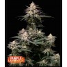 Tropicana Cookies FF · FastBuds Seeds · cannabis seeds · Fem