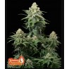 Tropicana Cookies FF · FastBuds Seeds · cannabis seeds · Fem