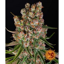 GMO AUTO · Barneys Farm  ·...