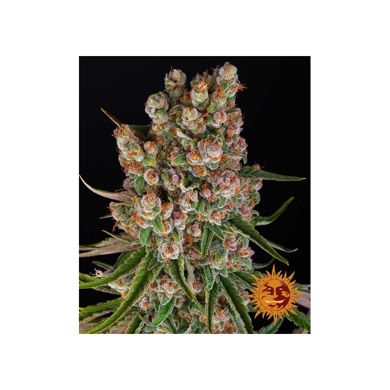 GMO AUTO · Barneys Farm  · semillas de marihuana · AutoFem