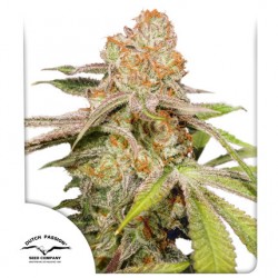 AUTO MAC 1 · Dutch Passion · semillas de marihuana · Auto Fem