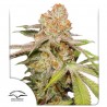 AUTO MAC 1 · Dutch Passion · semillas de marihuana · Auto Fem