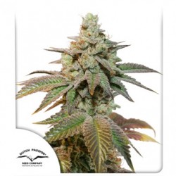AUTO KEROSENE KRASH · Dutch Passion · semillas de marihuana · Auto Fem