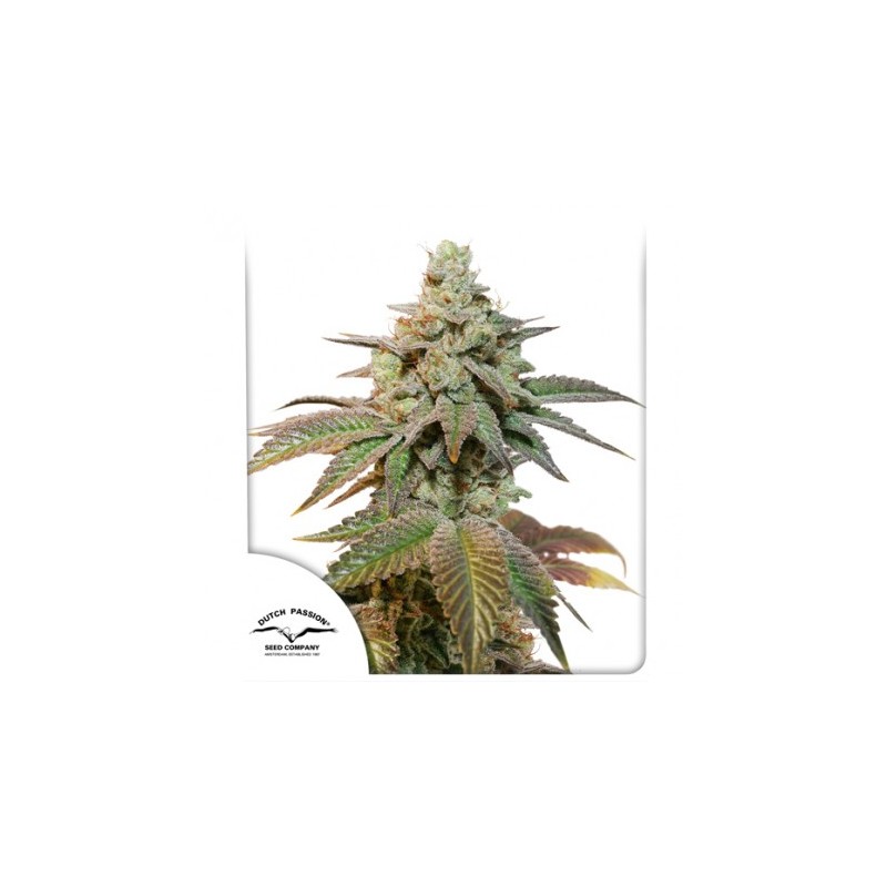 AUTO KEROSENE KRASH · Dutch Passion · cannabis seeds · Auto Fem