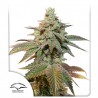 AUTO KEROSENE KRASH · Dutch Passion · semillas de marihuana · Auto Fem
