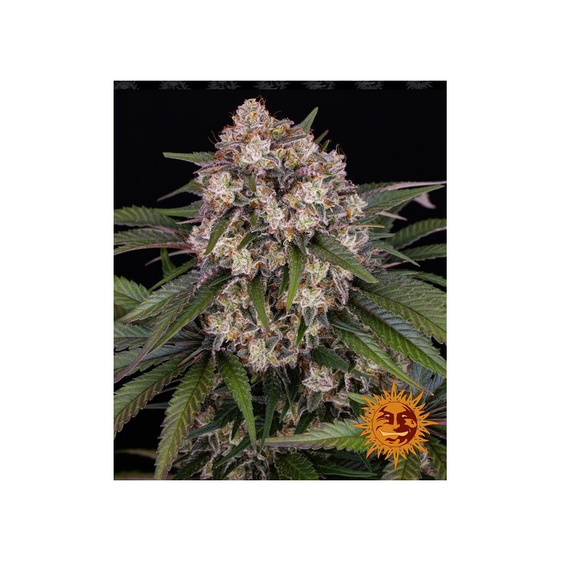 OG KUSH AUTO · Barneys Farm · semillas de marihuana · AutoFem