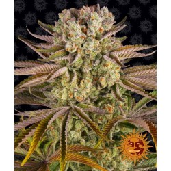 PINEAPPLE EXPRESS · Barneys Farm · semillas de marihuana · AutoFem