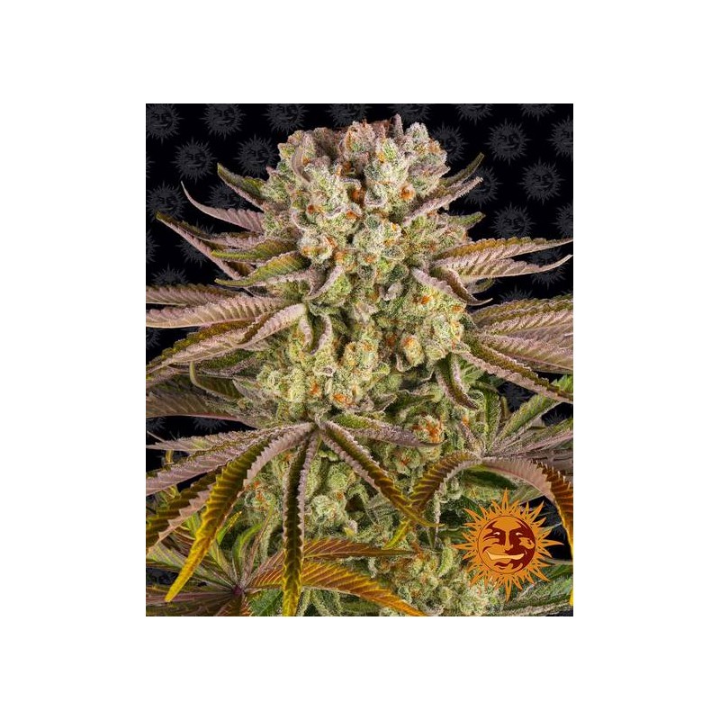 PINEAPPLE EXPRESS · Barneys Farm · semillas de marihuana · AutoFem