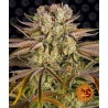 PINEAPPLE EXPRESS · Barneys Farm · semi di canapa · AutoFem