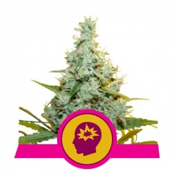 AMG · Royal Queen Seeds · semi di canapa indiana · Fem