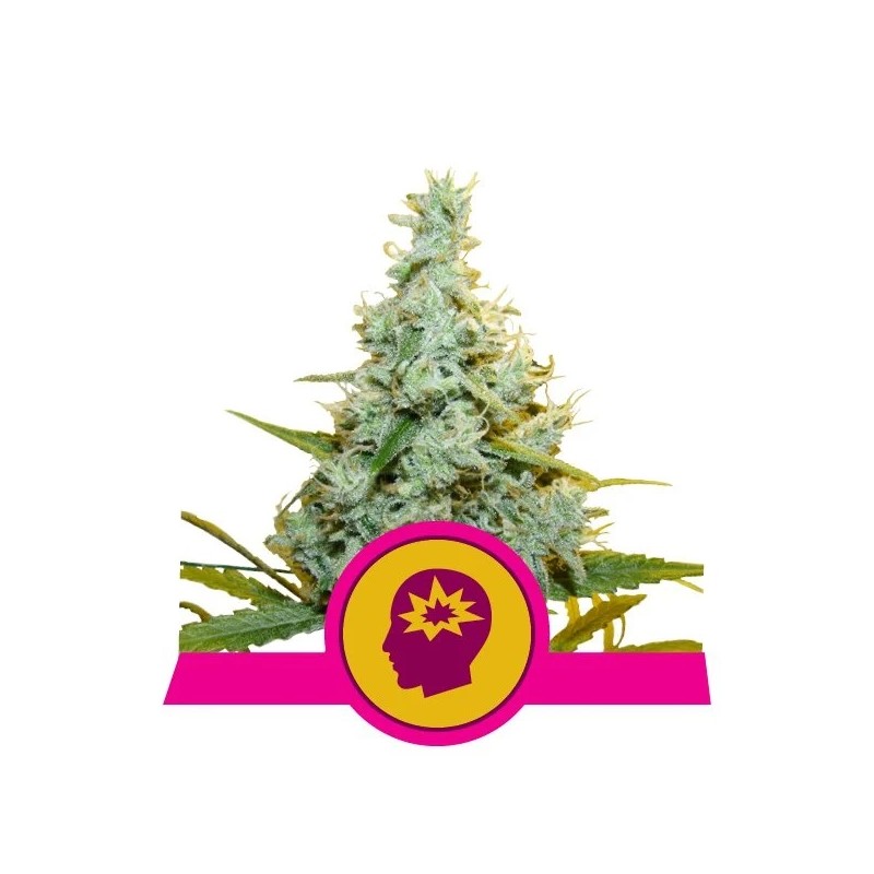 AMG · Royal Queen Seeds · cannabis seeds · Fem