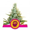 AMG · Royal Queen Seeds · semillas de marihuana · Fem