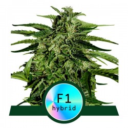 EPSILON F1 · Royal Queen Seeds · cannabis seeds · AutoFem