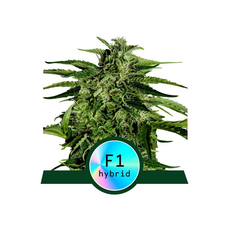 EPSILON F1 · Royal Queen Seeds · semillas de marihuana · AutoFem