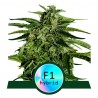 EPSILON F1 · Royal Queen Seeds · semi di canapa indiana · AutoFem