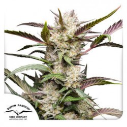 AUTO MIMOSA PUNCH · Dutch Passion · semi di canapa · Auto Fem