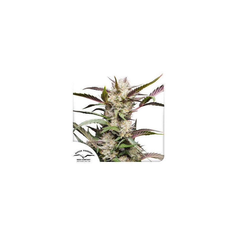AUTO MIMOSA PUNCH · Dutch Passion · semi di canapa · Auto Fem