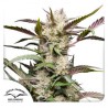 AUTO MIMOSA PUNCH · Dutch Passion · semillas de marihuana · Auto Fem