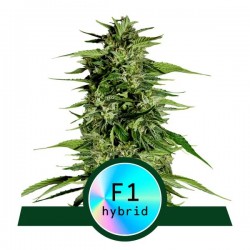 HYPERION F1 · Royal Queen Seeds · cannabis seeds · AutoFem