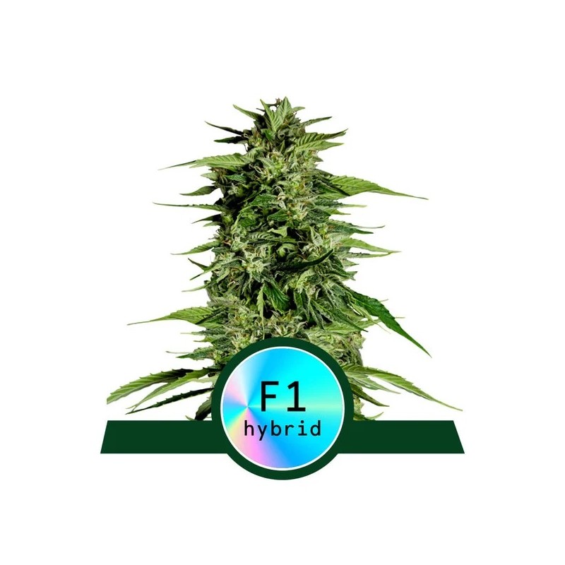 HYPERION F1 · Royal Queen Seeds · semi di canapa indiana · AutoFem