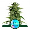 HYPERION F1 · Royal Queen Seeds · semi di canapa indiana · AutoFem