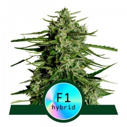TITAN F1 · Royal Queen Seeds · semillas de marihuana · AutoFem