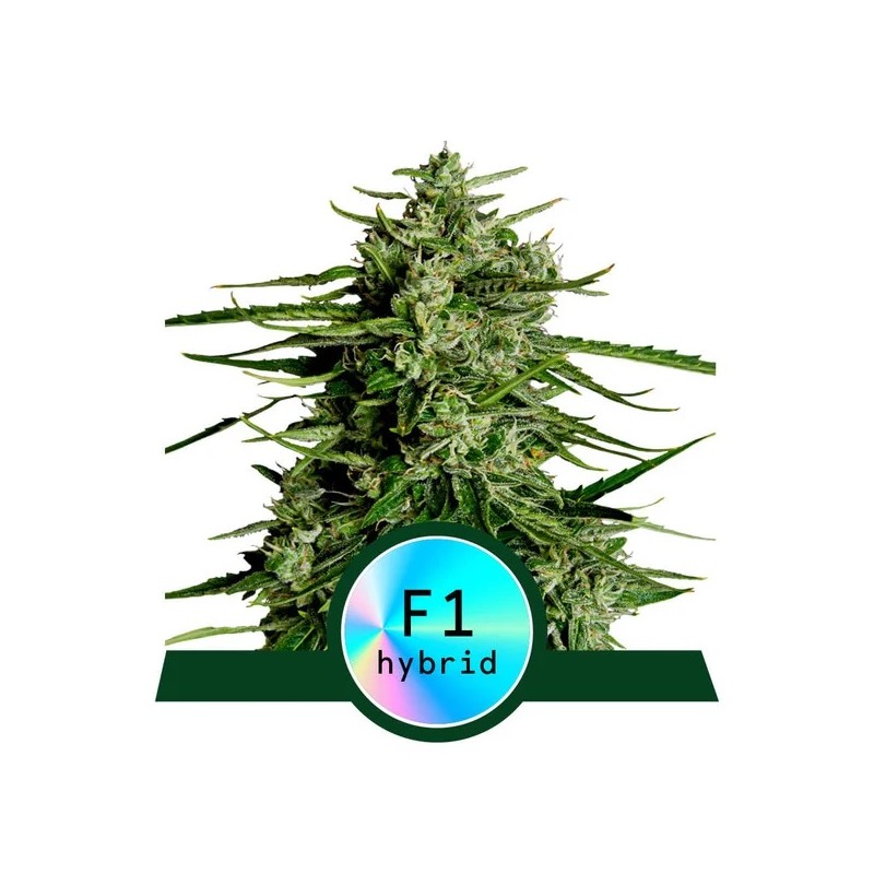 TITAN F1 · Royal Queen Seeds · cannabis seeds · AutoFem