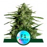 TITAN F1 · Royal Queen Seeds · cannabis seeds · AutoFem