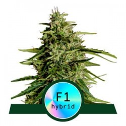 MILKY WAY F1 · Royal Queen Seeds · semi di canapa indiana · AutoFem