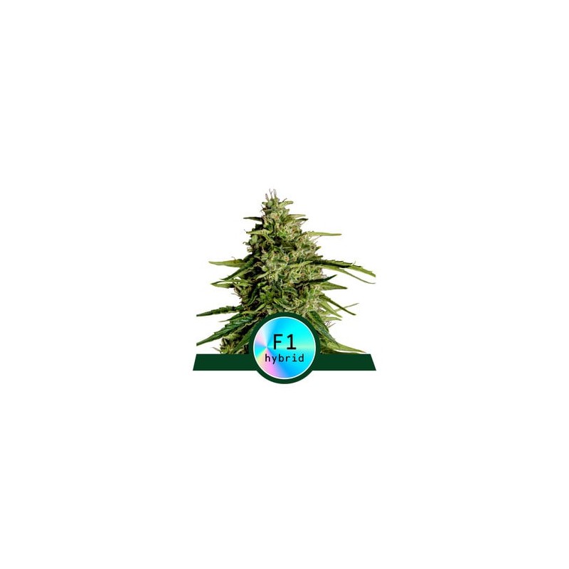 MILKY WAY F1 · Royal Queen Seeds · cannabis seeds · AutoFem