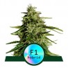 MILKY WAY F1 · Royal Queen Seeds · cannabis seeds · AutoFem