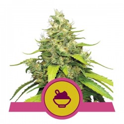 BLUE GELATO · Royal Queen Seeds · semillas de marihuana · Fem