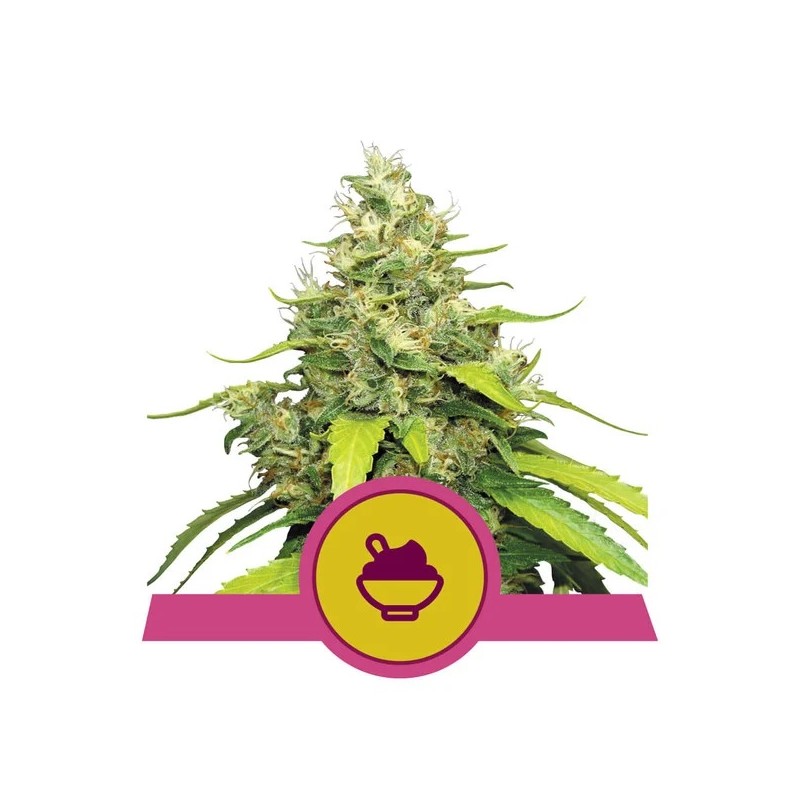 BLUE GELATO · Royal Queen Seeds · semi di canapa indiana · Fem
