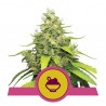 BLUE GELATO · Royal Queen Seeds · cannabis seeds · Fem