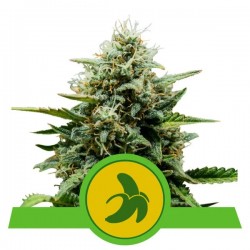 FAT BANANA AUTO · Royal Queen Seeds · semi di canapa · AutoFem