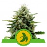 FAT BANANA AUTO · Royal Queen Seeds · semillas de marihuana · AutoFem