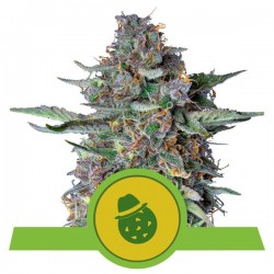 DO-SI-DOS AUTO · Royal Queen Seeds · semi di canapa indiana · AutoFem