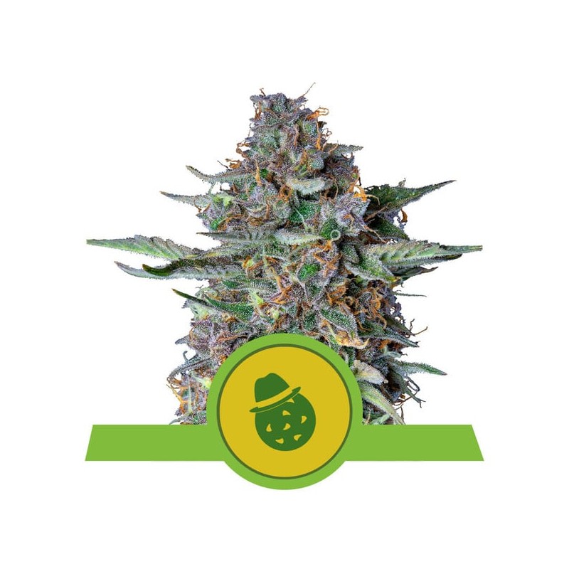 DO-SI-DOS AUTO · Royal Queen Seeds · cannabis seeds · AutoFem