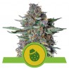 DO-SI-DOS AUTO · Royal Queen Seeds · semillas de marihuana · AutoFem