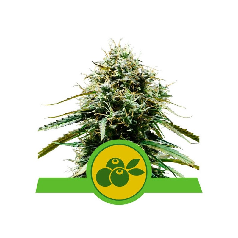 HAZE BERRY AUTOMATIC · Royal Queen Seeds · semillas de marihuana · AutoFem