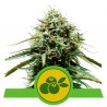 HAZE BERRY AUTOMATIC · Royal Queen Seeds · semillas de marihuana · AutoFem