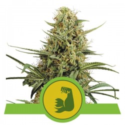 HULKBERRY AUTO · Royal Queen Seeds · cannabis seeds · AutoFem