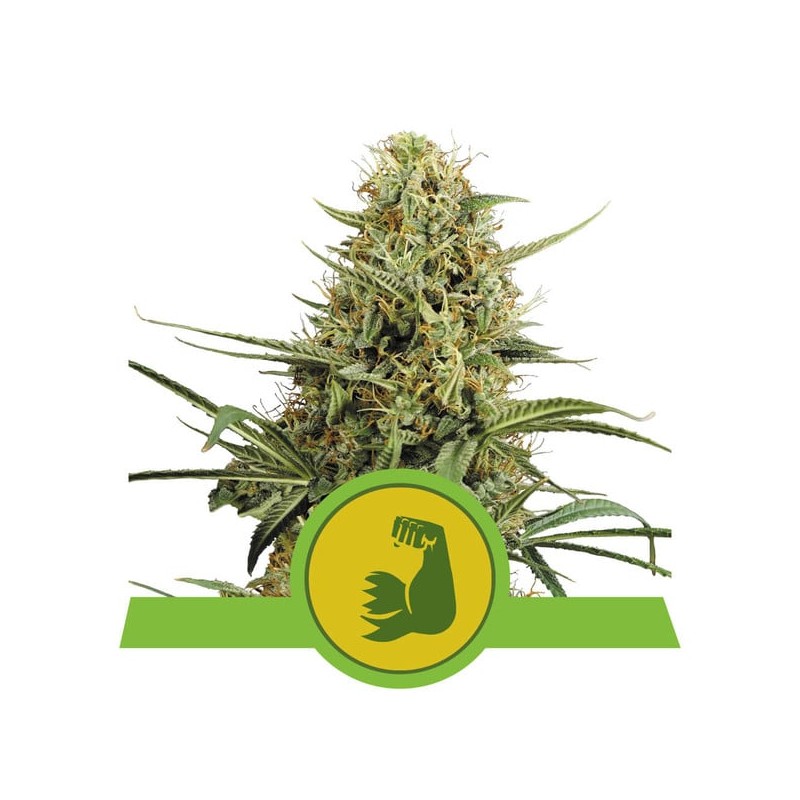 HULKBERRY AUTO · Royal Queen Seeds · semillas de marihuana · AutoFem